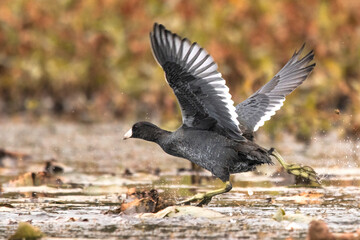 waterfowl running on water