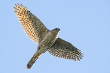 common buzzard in flight