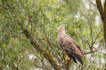 white-tailed eagle is one of the most widespread species of eagle