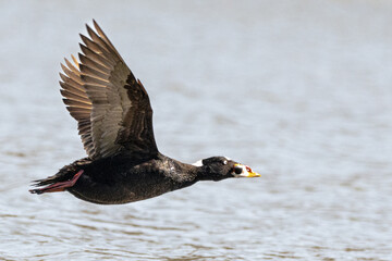 Surf Scoter in flight