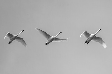 Tundra Swans in Flight