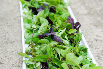 Basil green and purple plants. Basil, ready to eat or dried.