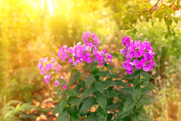 Garden phlox bright summer flowers. Blooming branches of phlox in the garden on a sunny day.	
