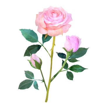 ピンク色のバラの花の水彩風背景透過イラスト