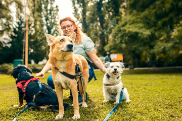 Portrait of mixed bread dog with female dog walker in city park.