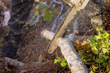 Professional utility worker uses chainsaw to cut broken tree trunk following hurricane