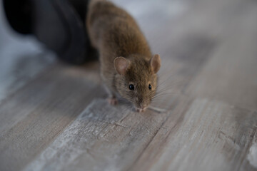 petite souris prise au piège dans une tapette