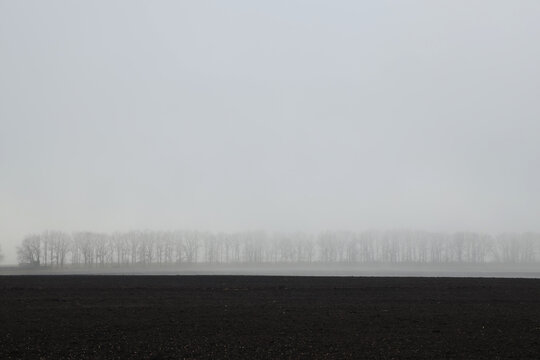 Trees Far Away In Fog