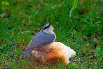 Sitta europaea y Cyanistes caeruleus 