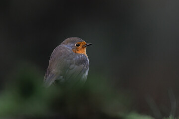 European Robin in the forest - Roodborst - Erithacus rubecula