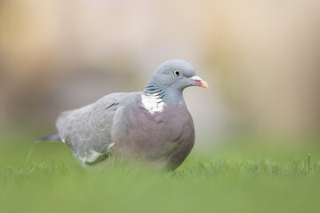 Adult common wood pigeon, columba palumbus, sitting on grass, garden bird, soft colors