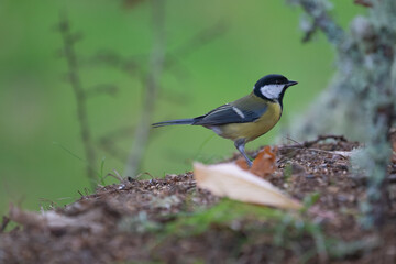 Beautiful profile portrait of a great tit perched among leaves in the mountains of Leon, Spain, Europe