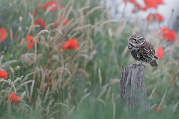 Little Owl - Steenuil - Athene noctua