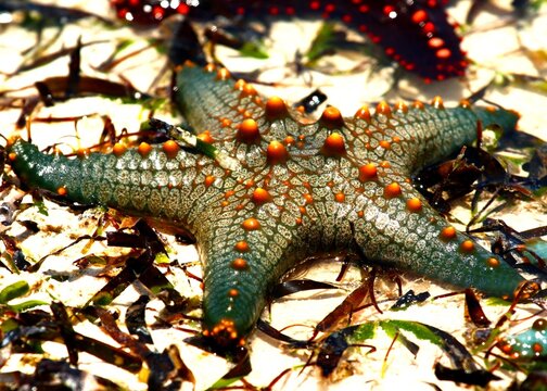Beaded Starfish (Pentaceraster mammillatus), Kiwengwa, Zanzibar, Tanzania.