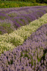 Fototapeta na wymiar lavender garden