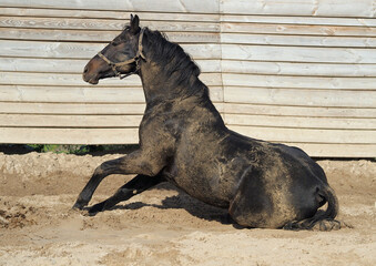 A sports horse rolled in the sand in a round arena