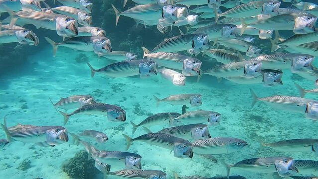 Largemouth mackerel swim very close with opening and closing mouths in search of food in front of the camera in the turquoise waters of the red sea. The fine markings of the animals are clearly visibl