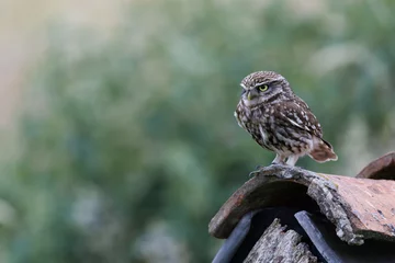 Fototapeten Little Owl - Steenuil - Athene noctua © Nathalie