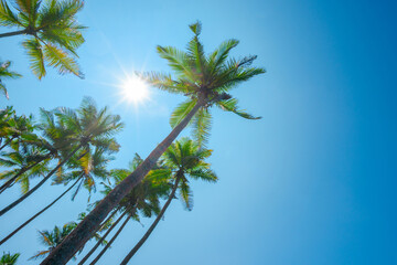 Coconut palm trees on tropical beach at clear summer day with shining sun and blue sky