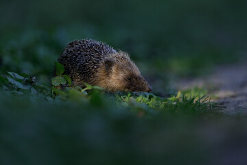 European Hedgehog - Europese egel -Erinaceus Europaeus