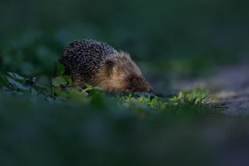 Fototapeten European Hedgehog - Europese egel -Erinaceus Europaeus © Nathalie