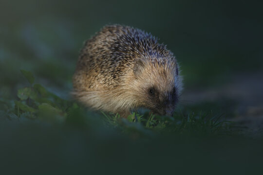 European Hedgehog - Europese egel -Erinaceus Europaeus
