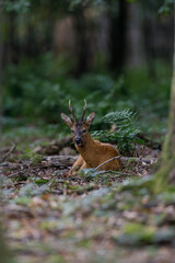 Majestic Roe deer in the forest.