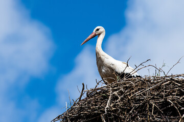 Ausschau - Meister Adebar in seinem Nest
