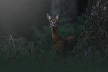 Majestic Roe deer in the forest - Belgium