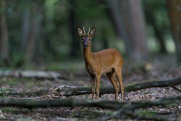 Majestic Roe deer in the forest in Belgium