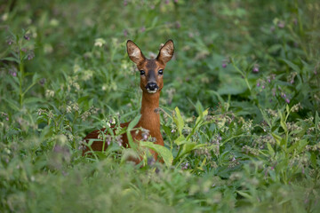 Majestic Roe deer in the forest in Belgium
