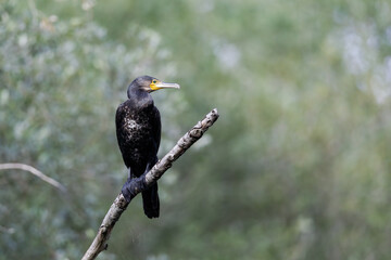 Cormorant (Phalacrocorax Carbo) perched atop of a branch