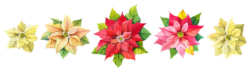Beautiful watercolor flowers. Red and white poinsettia on transparent. Merry Christmas.