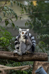 ring tailed lemur wearing his tail as a scarf 