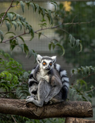 ring tailed lemur wearing his tail as a scarf 