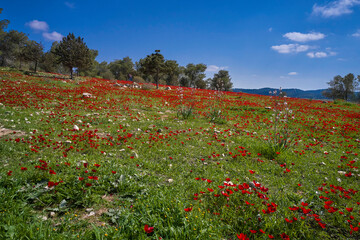 Spring  landscape in the countryside, Israel