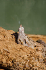 meerkat looking straight up at a plane above it 