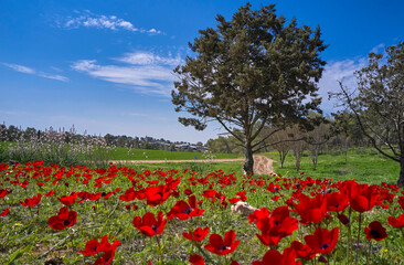 Spring  landscape in the countryside, Israel