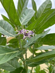 the purple calotropis is blooming.