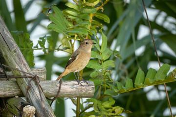 Close up of a daurian redstart in a green tree