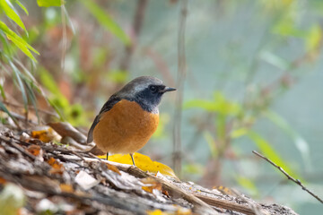 Close-up of a sitting, beautiful daurian redstart