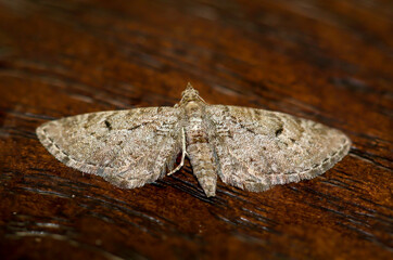 Der Große Wacholder-Blütenspanner (Eupithecia intricata) auf einem Brett.
