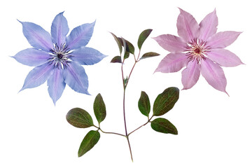 Clematis flowers, clematis leaves on a transparent background