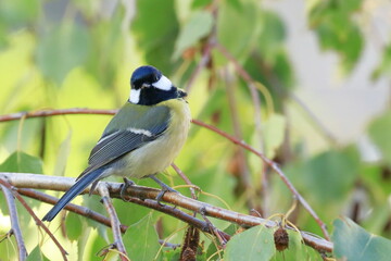 Great tit