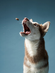 happy husky on a blue background catches tasty treats. Beautiful dog in the studio