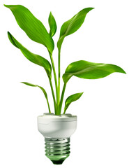 Green plant growing from energy saving lamp