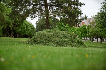 A pile of freshly cut grass in the park. The concept of garden care.