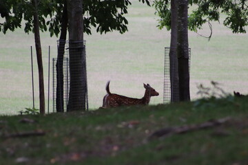 Deer in the park