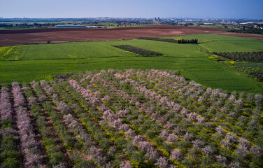 Fototapeta premium Almond trees in blossom in spring countryside, Israel
