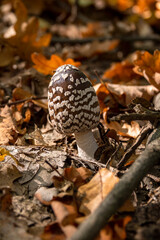 Coprinopsis picacea (Magpie fungus) poisonous mushrooms in autumn forest